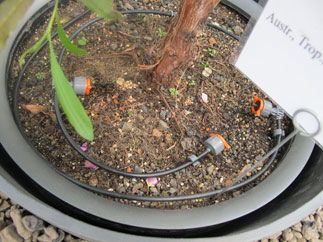 Martin Weimar Begonia maculata 'Wightii' (Rumford-Psychogramm) 2014 | Pflanzeninstallation